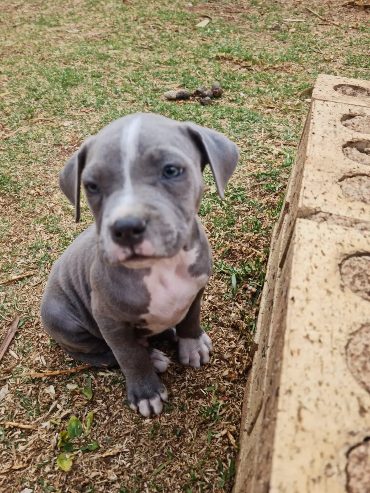 Pitbull Puppies in Johannesburg (03/11/2022)