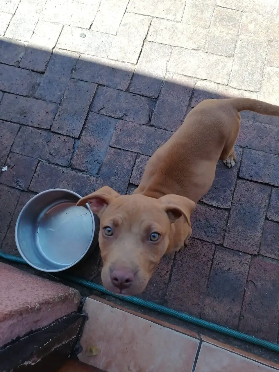 Pitbull Puppies in Johannesburg (07/11/2022)