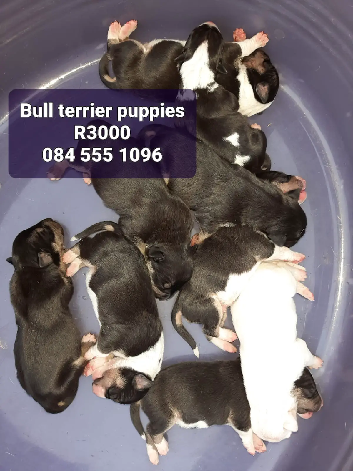 Bull Terrier Puppies in Bloemfontein (23/11/2022)
