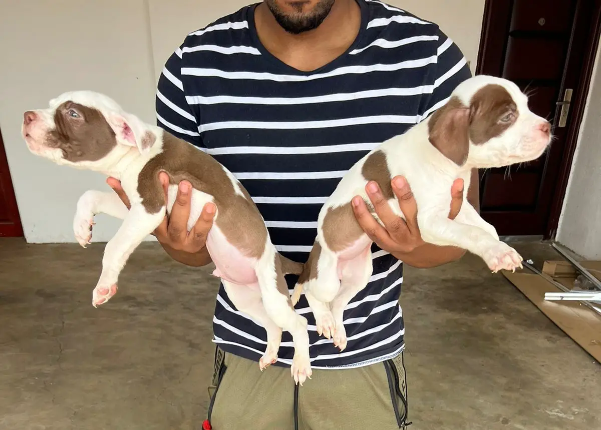 Pitbull Puppies in Pretoria (04/11/2022)