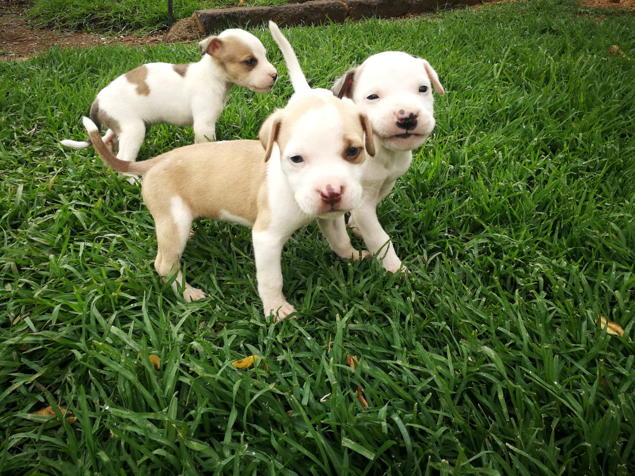 Pitbull Puppies in Johannesburg (04/11/2022)