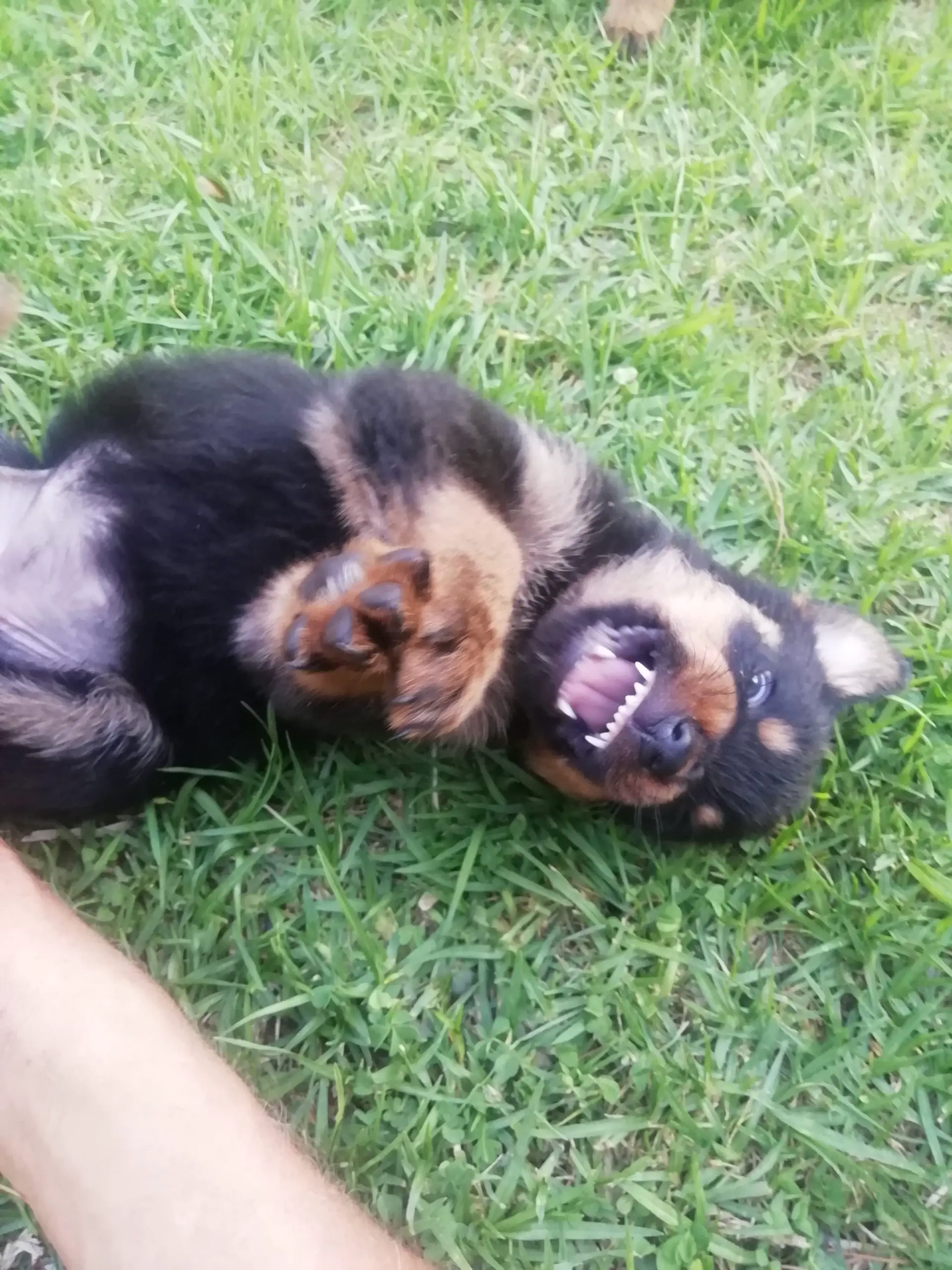 Rottweiler Puppies in East Rand (06/11/2022)