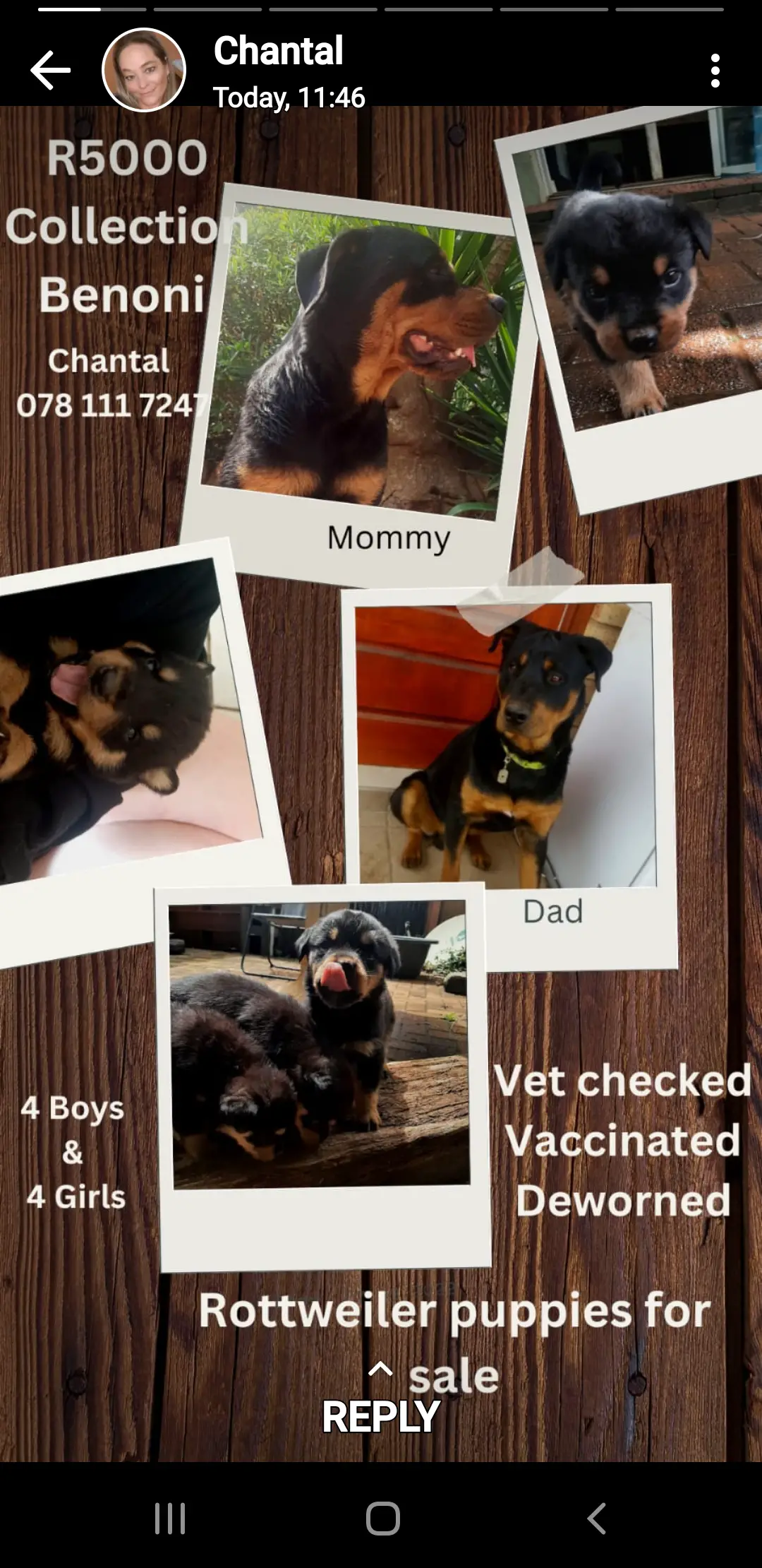 Rottweiler Puppies in East Rand (25/11/2022)