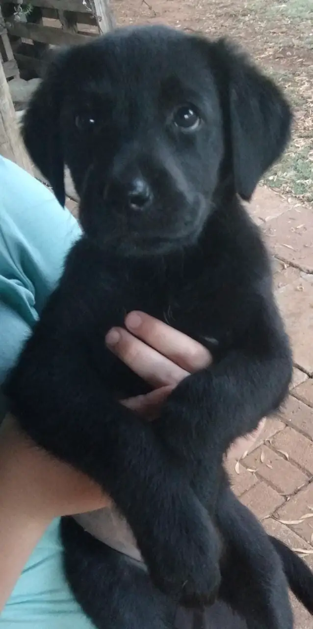 Labrador Puppies in East Rand (14/11/2022)