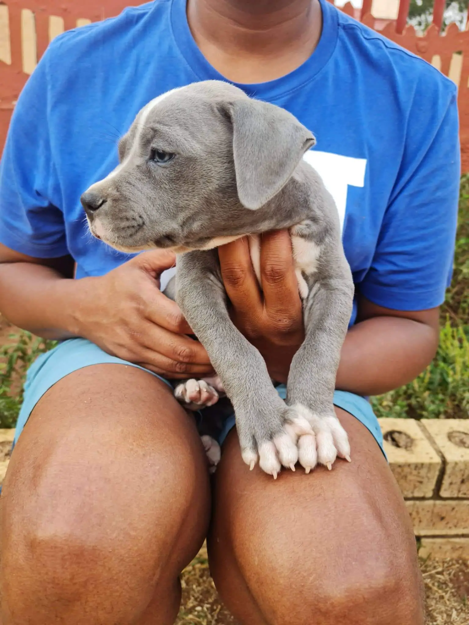 Pitbull Puppies in Johannesburg (08/11/2022)