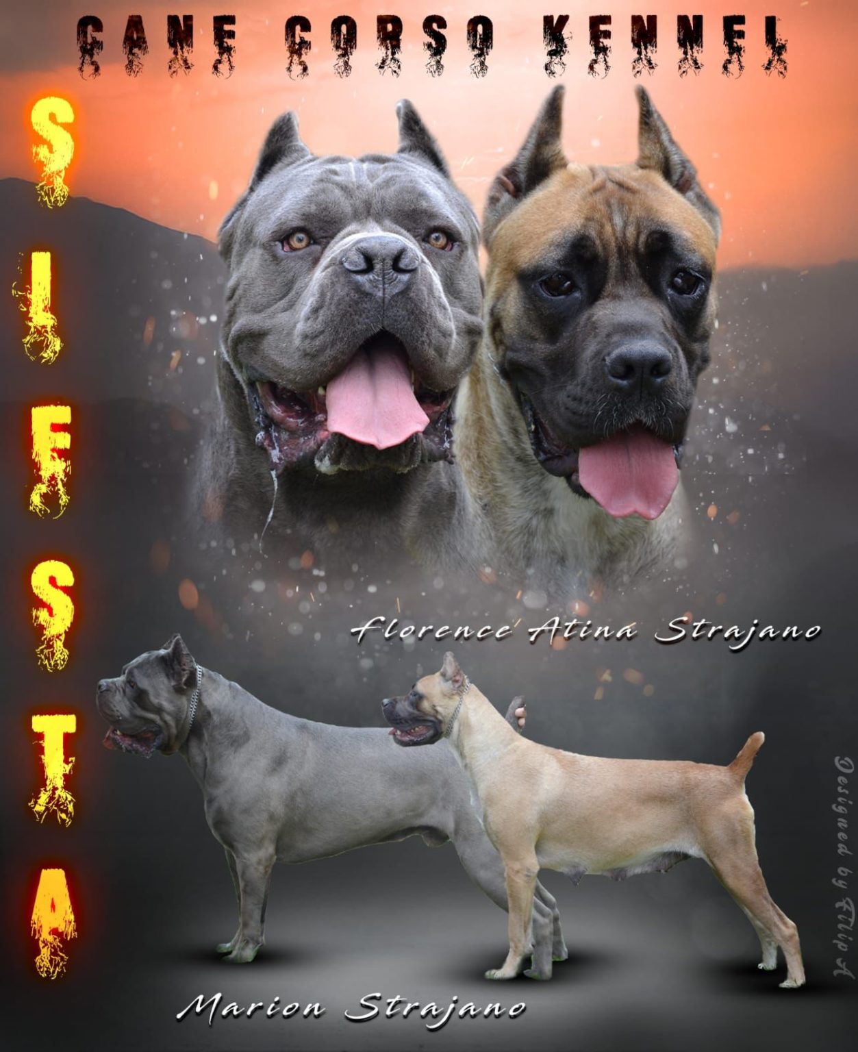 Cane Corso Puppies For Sale Denver 89 - rtytrbt