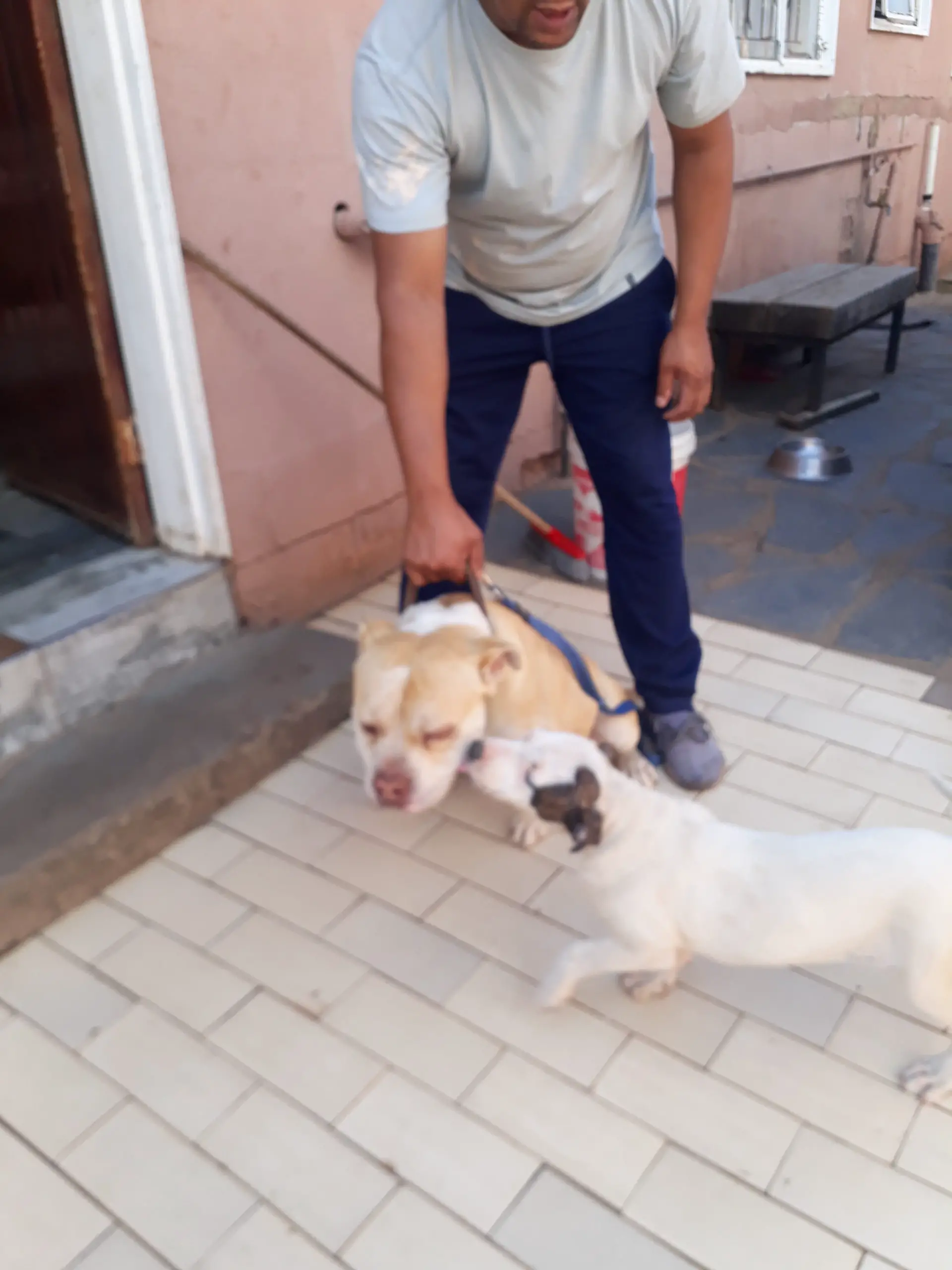 Pitbull Puppies in Johannesburg (05/12/2022)