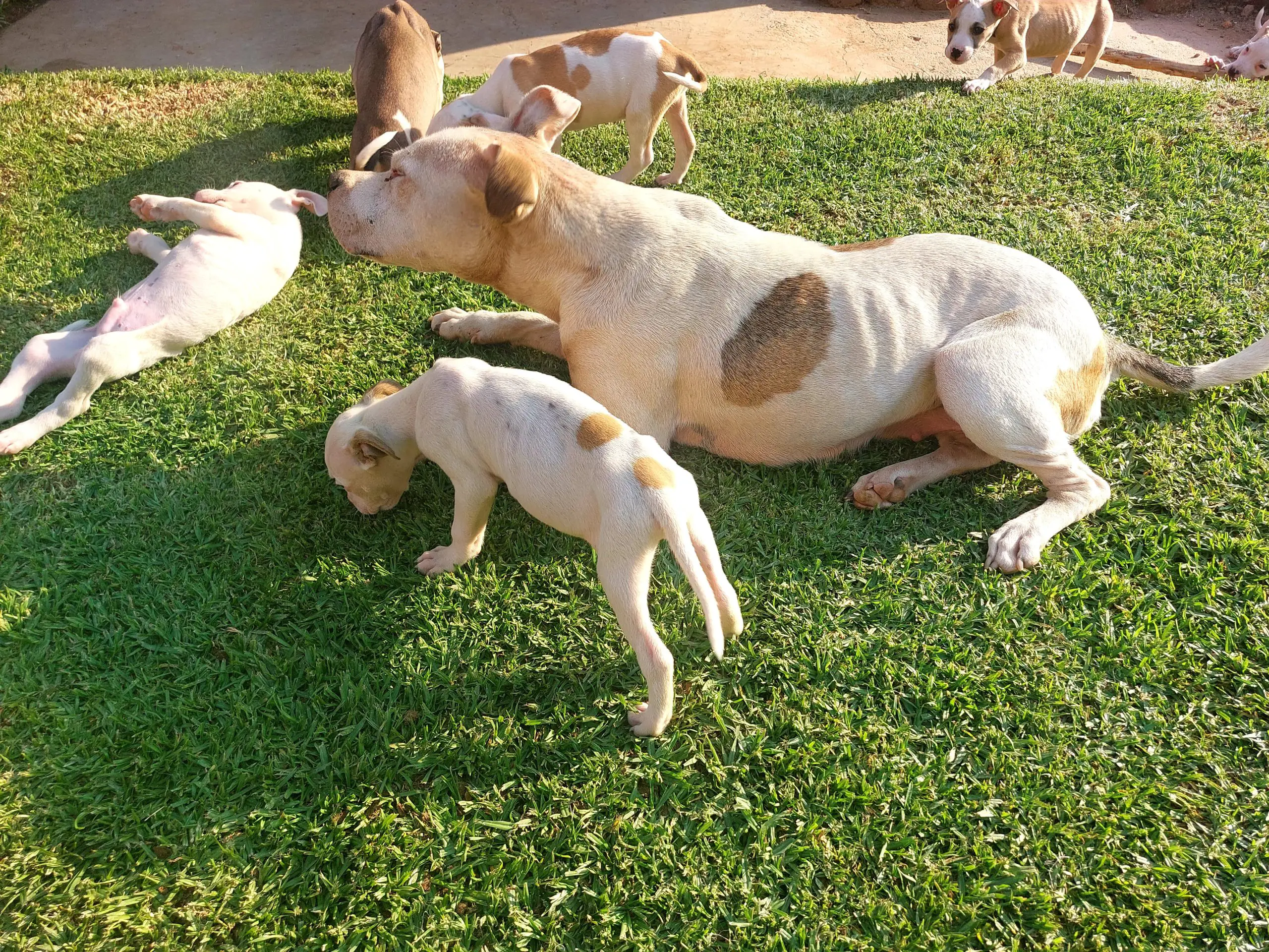 Pitbull Puppies in Johannesburg (06/12/2022)