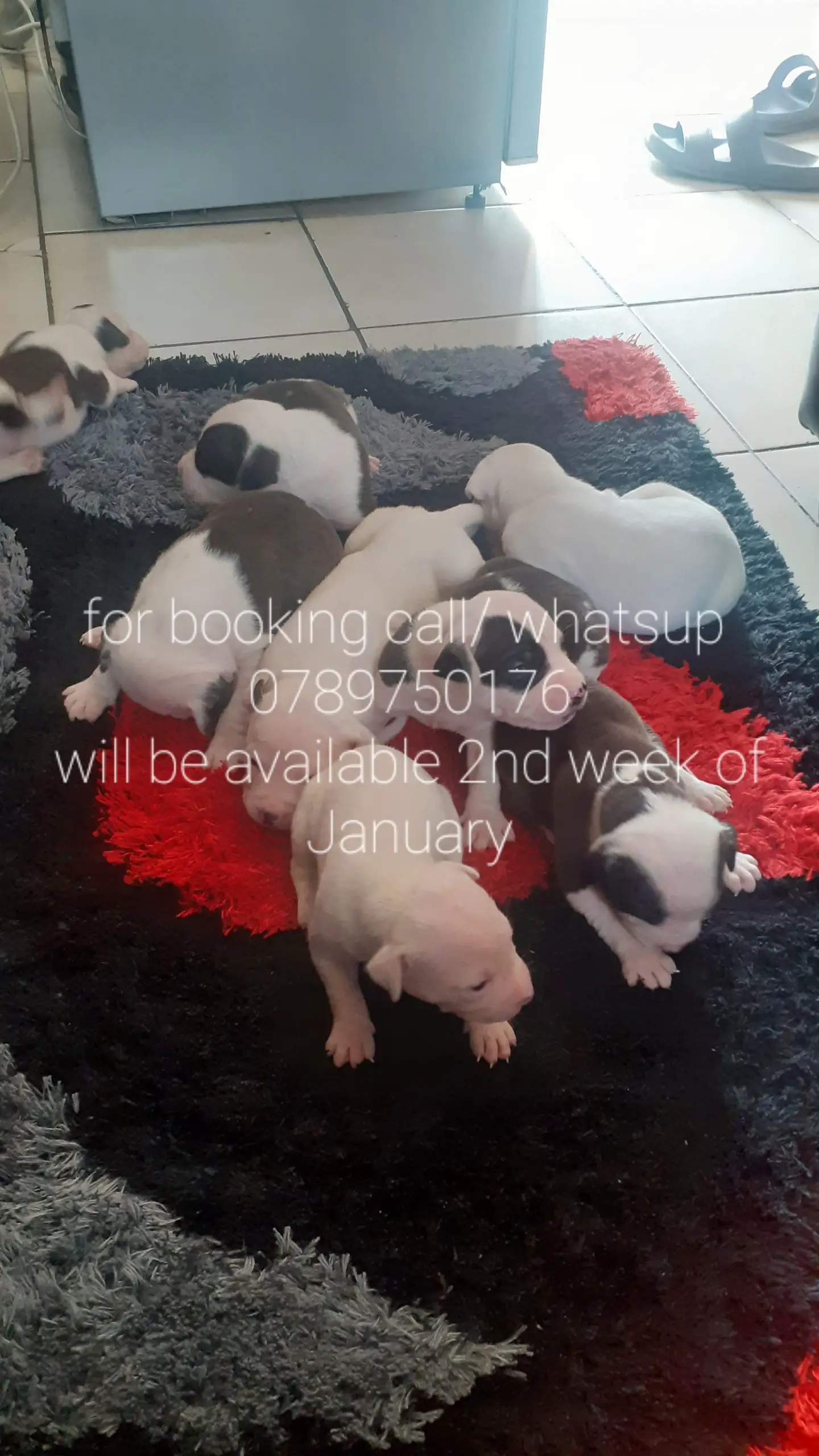 Pitbull Puppies in Johannesburg (11/12/2022)