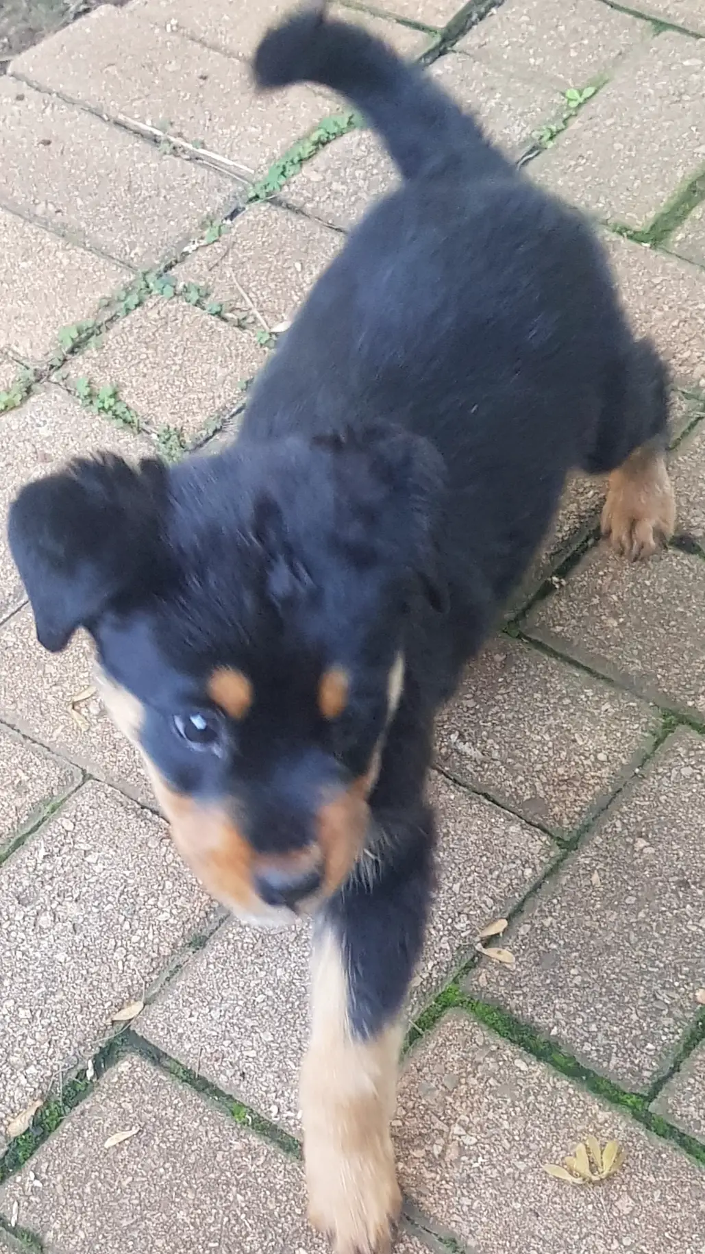 Rottweiler Puppies in East Rand (10/12/2022)