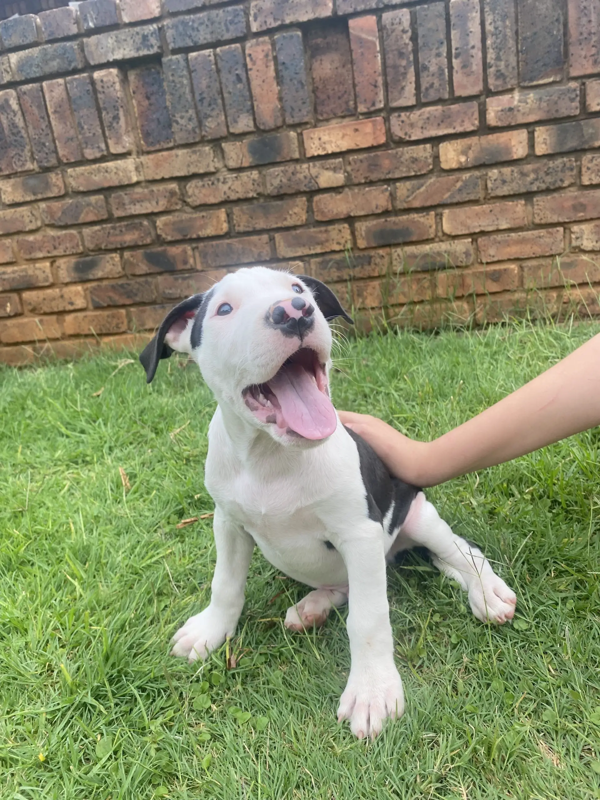 Bull Terrier Puppies in Pretoria (18/12/2022)