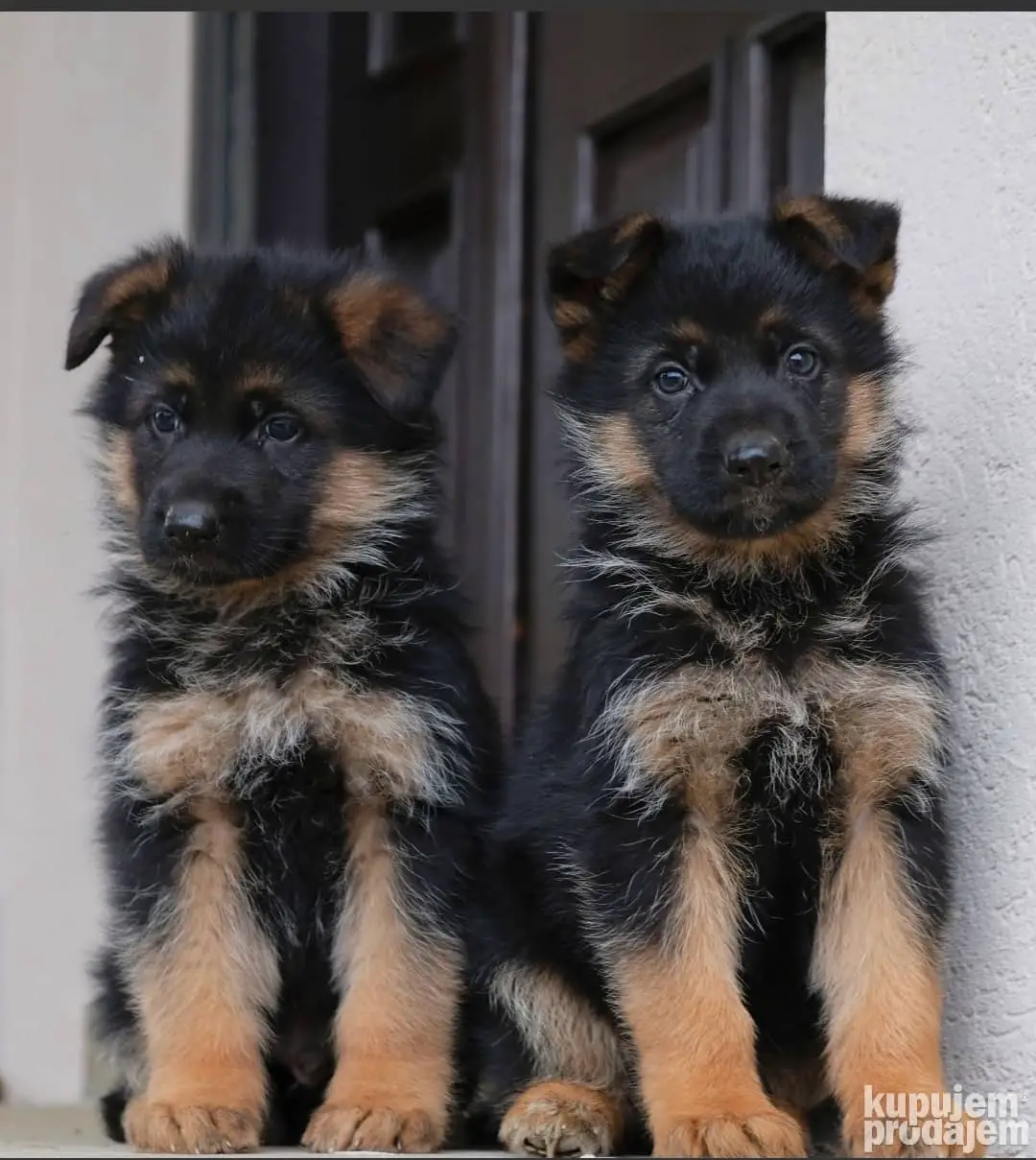 German Sheperd Puppies in Johannesburg (18/12/2022)