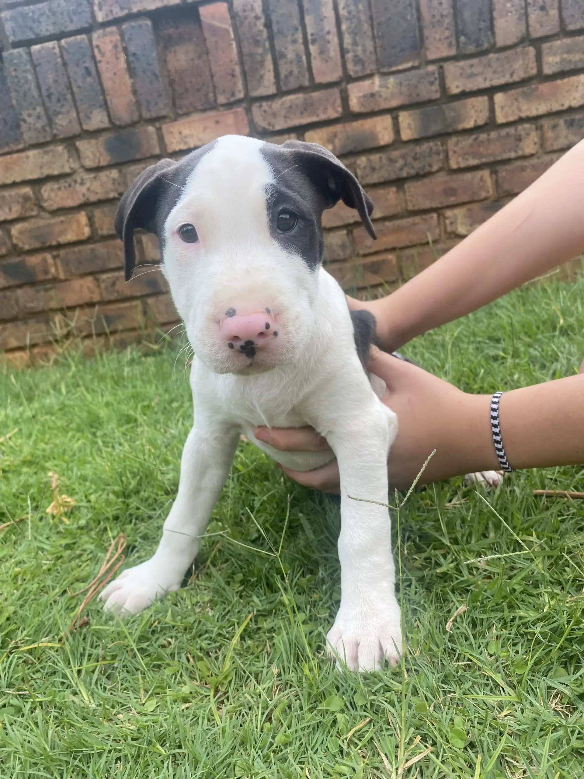 Pitbull Puppies in Pretoria (18/12/2022)