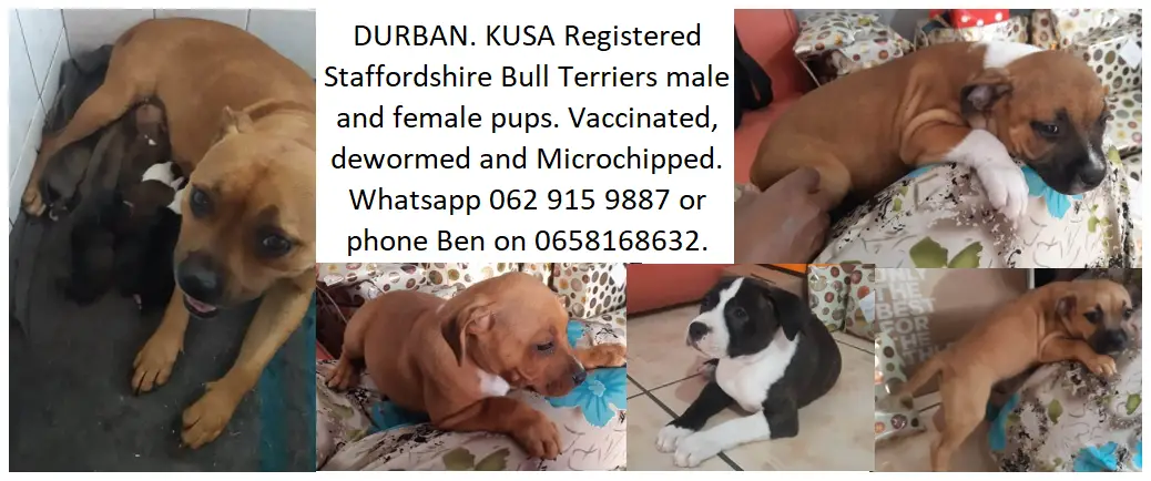 Staffie Puppies in Kwazulu Natal (31/12/2022)
