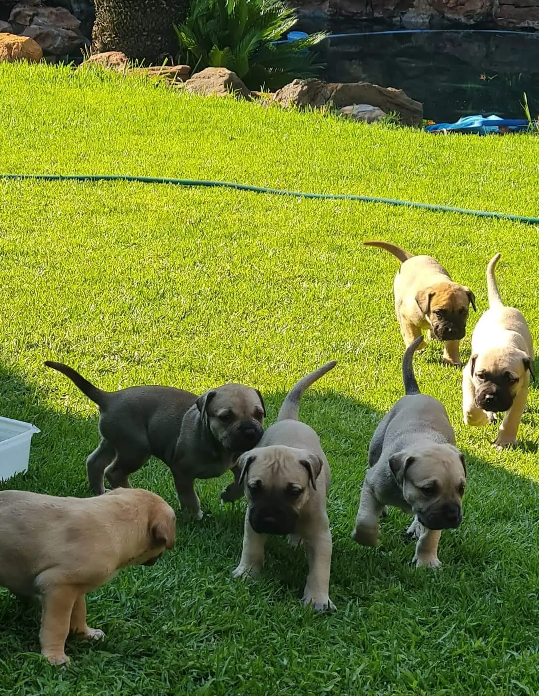 Boerboel Puppies in Johannesburg (03/12/2022)