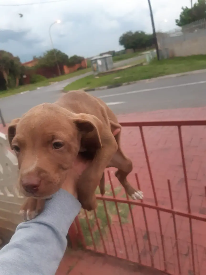 Pitbull Puppies in Johannesburg (07/12/2022)