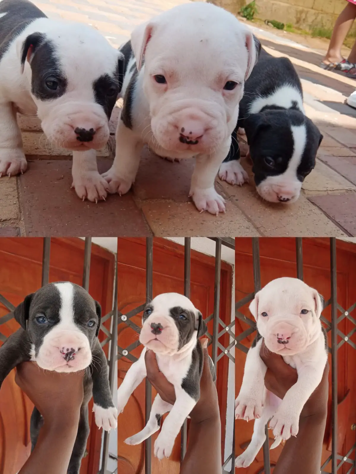 Pitbull Puppies in Johannesburg (09/12/2022)