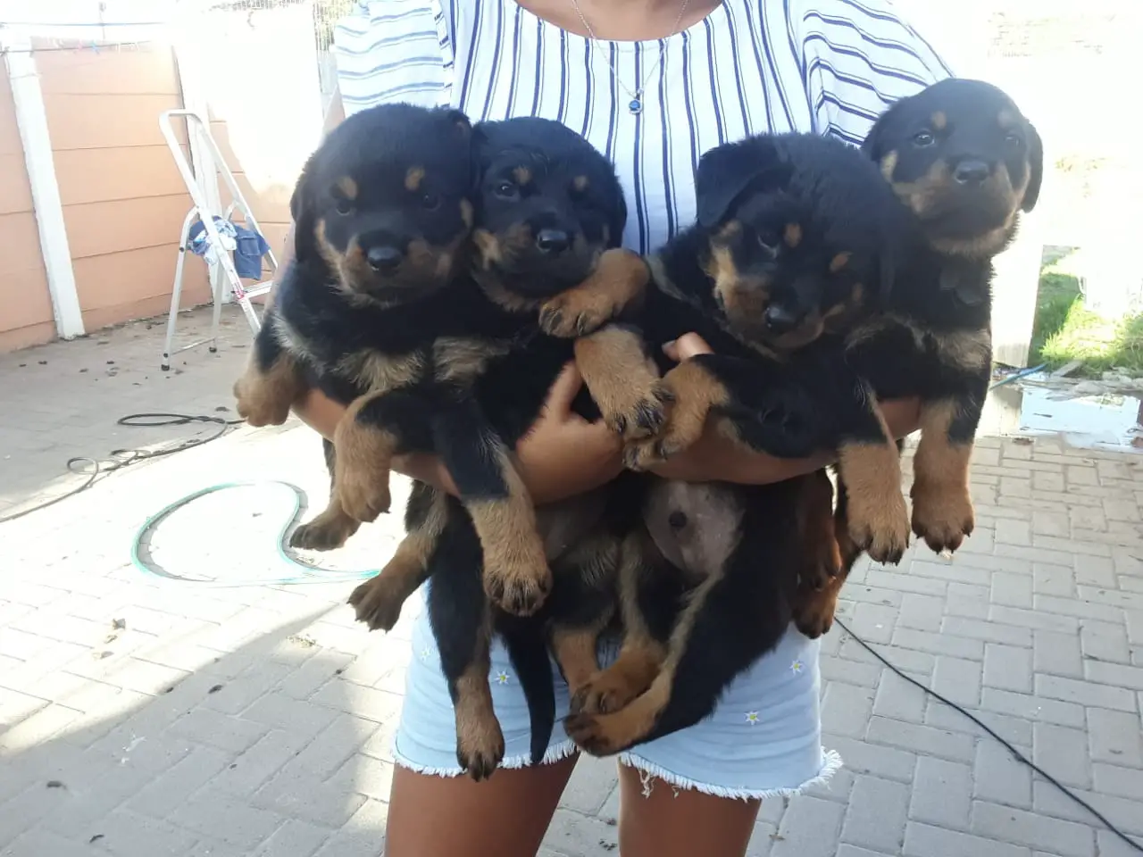 Rottweiler Puppies in Cape Town (23/12/2022)
