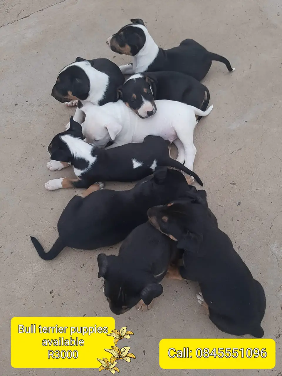 Bull Terrier Puppies in Bloemfontein (29/12/2022)