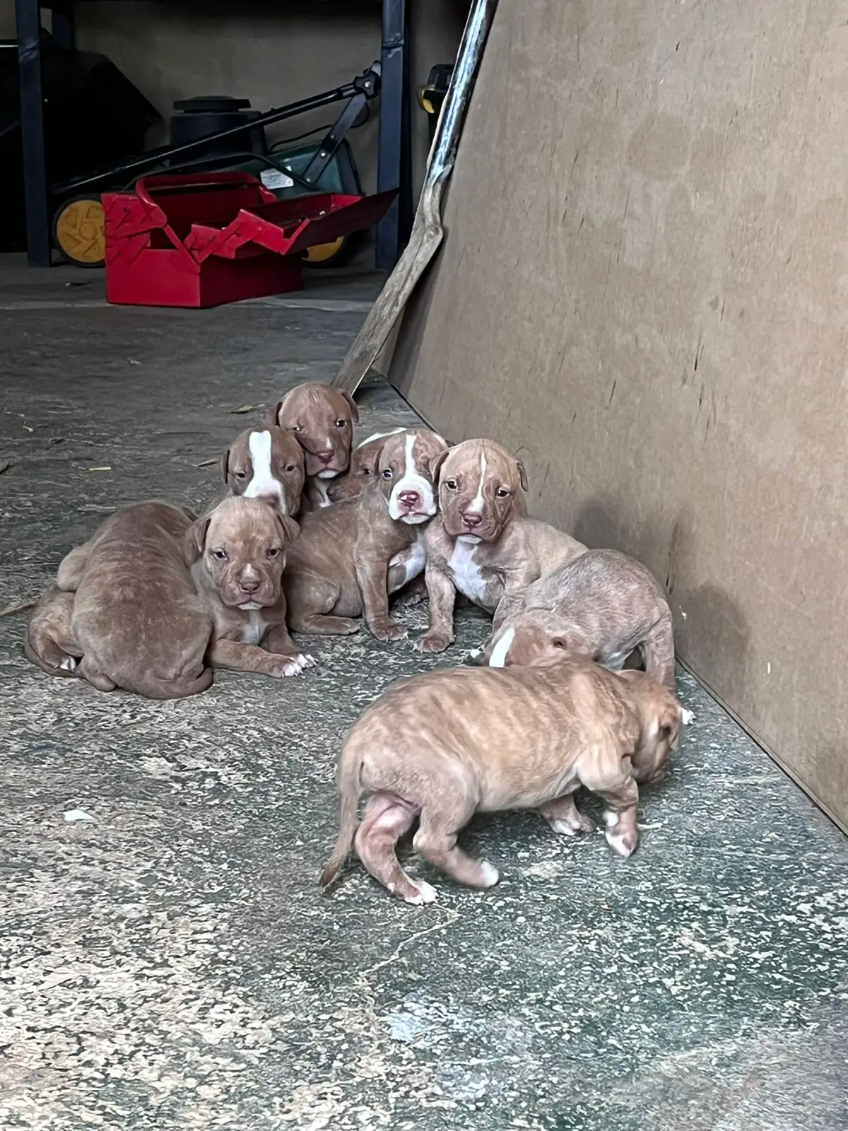 Pitbull Puppies in Johannesburg (30/12/2022)