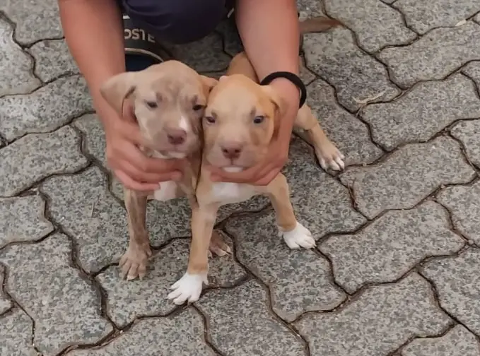 Pitbull Puppies in Johannesburg (18/12/2022)