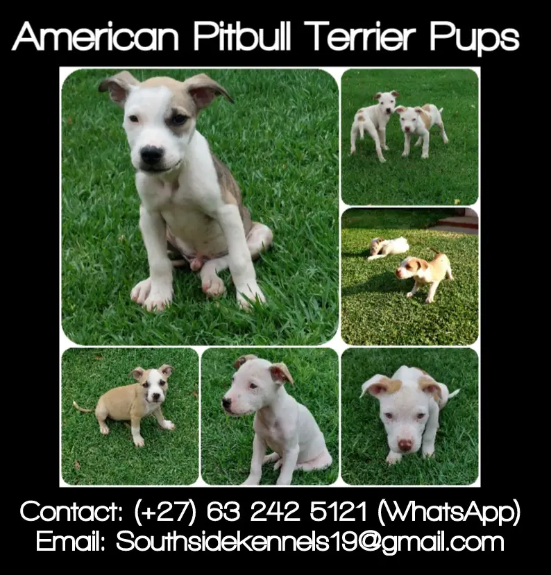 Pitbull Puppies in Johannesburg (15/12/2022)