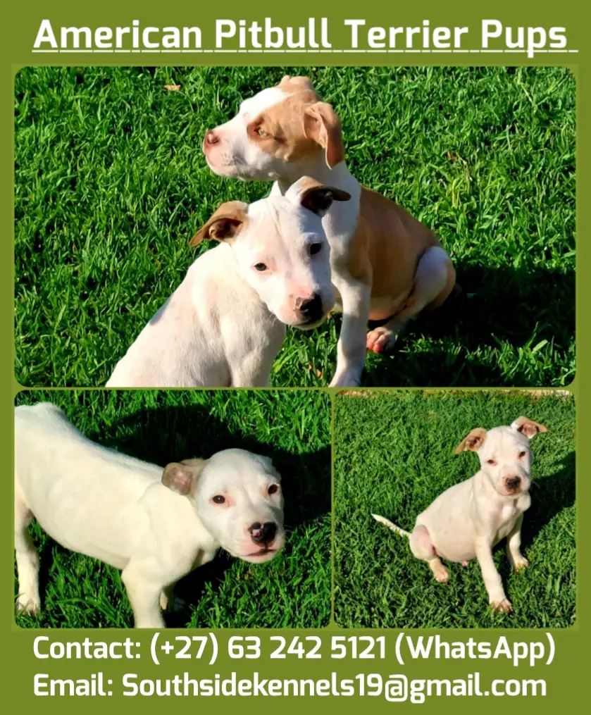 Pitbull Puppies in Johannesburg (21/12/2022)