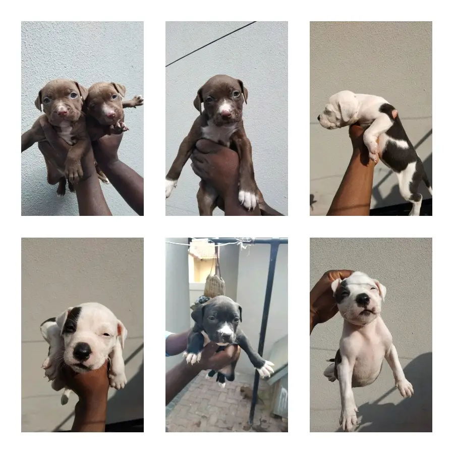 Pitbull Puppies in Johannesburg (04/12/2022)