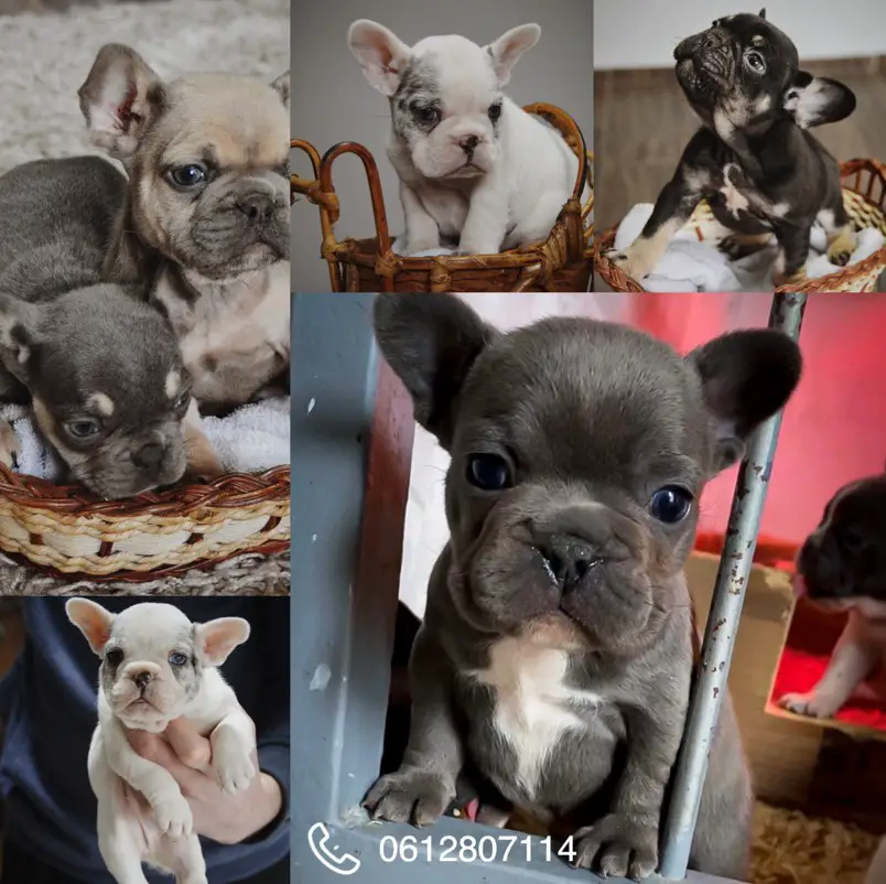 French Bulldog Puppies in Johannesburg (06/12/2022)