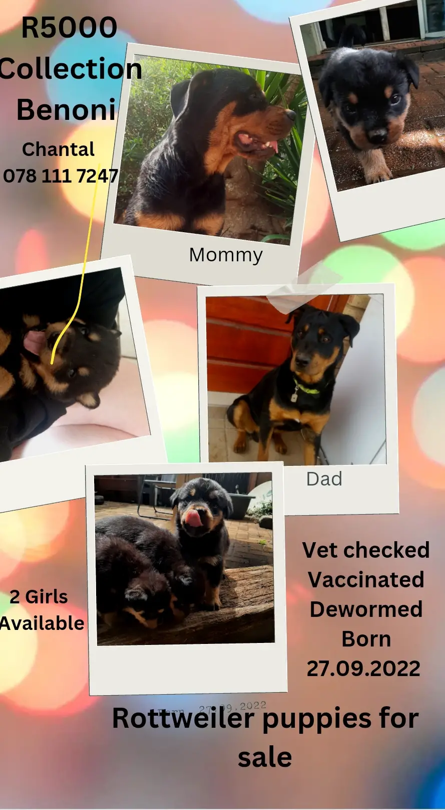 Rottweiler Puppies in East Rand (19/12/2022)