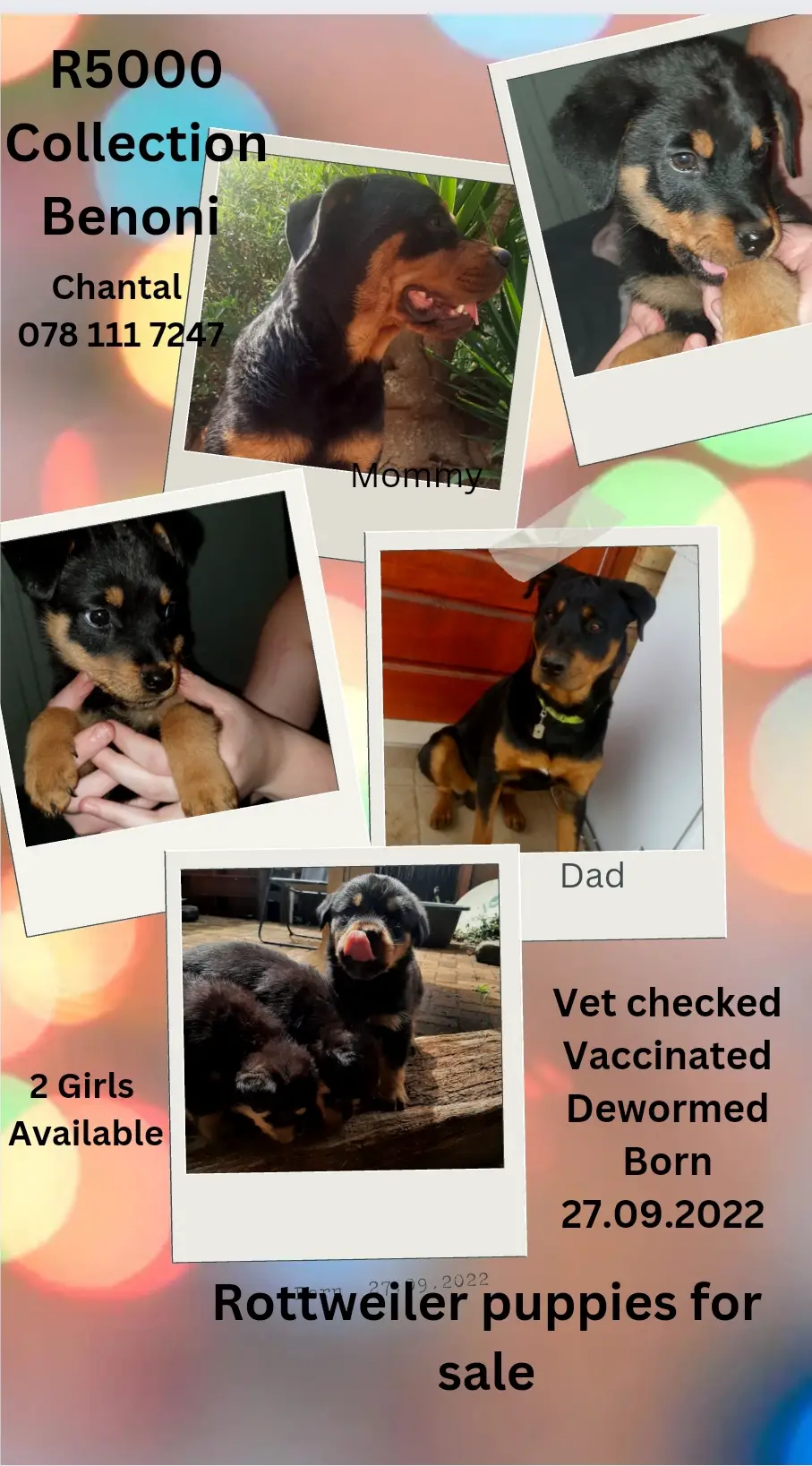 Rottweiler Puppies in East Rand (23/12/2022)