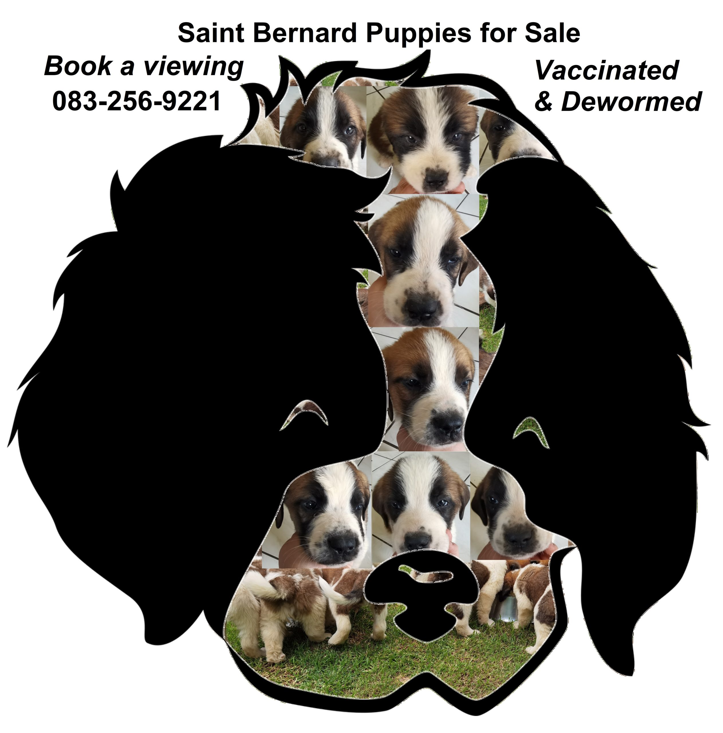 St Bernard Puppies in Johannesburg (30/12/2022)