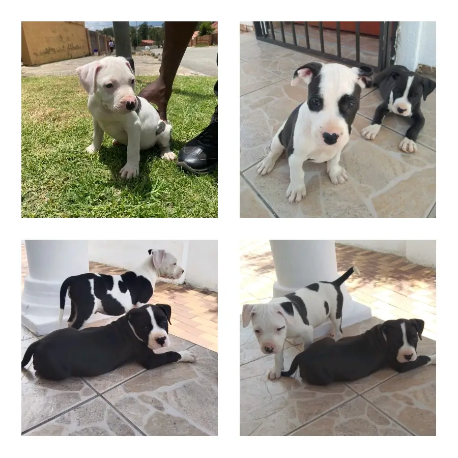 Pitbull Puppies in Johannesburg (19/12/2022)