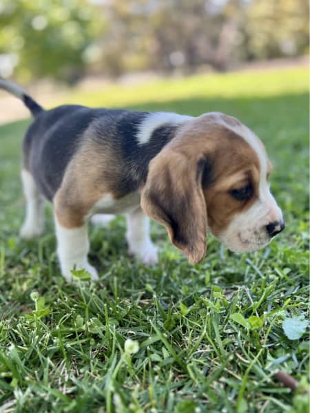Beagle Puppies in Mpumalanga (02/12/2022)