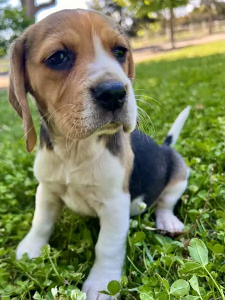 Beagle Puppies in East Rand (02/12/2022)