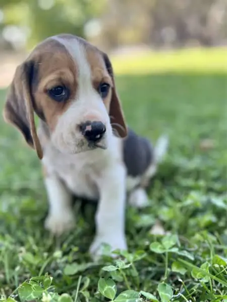 Beagle Puppies in Johannesburg (02/12/2022)