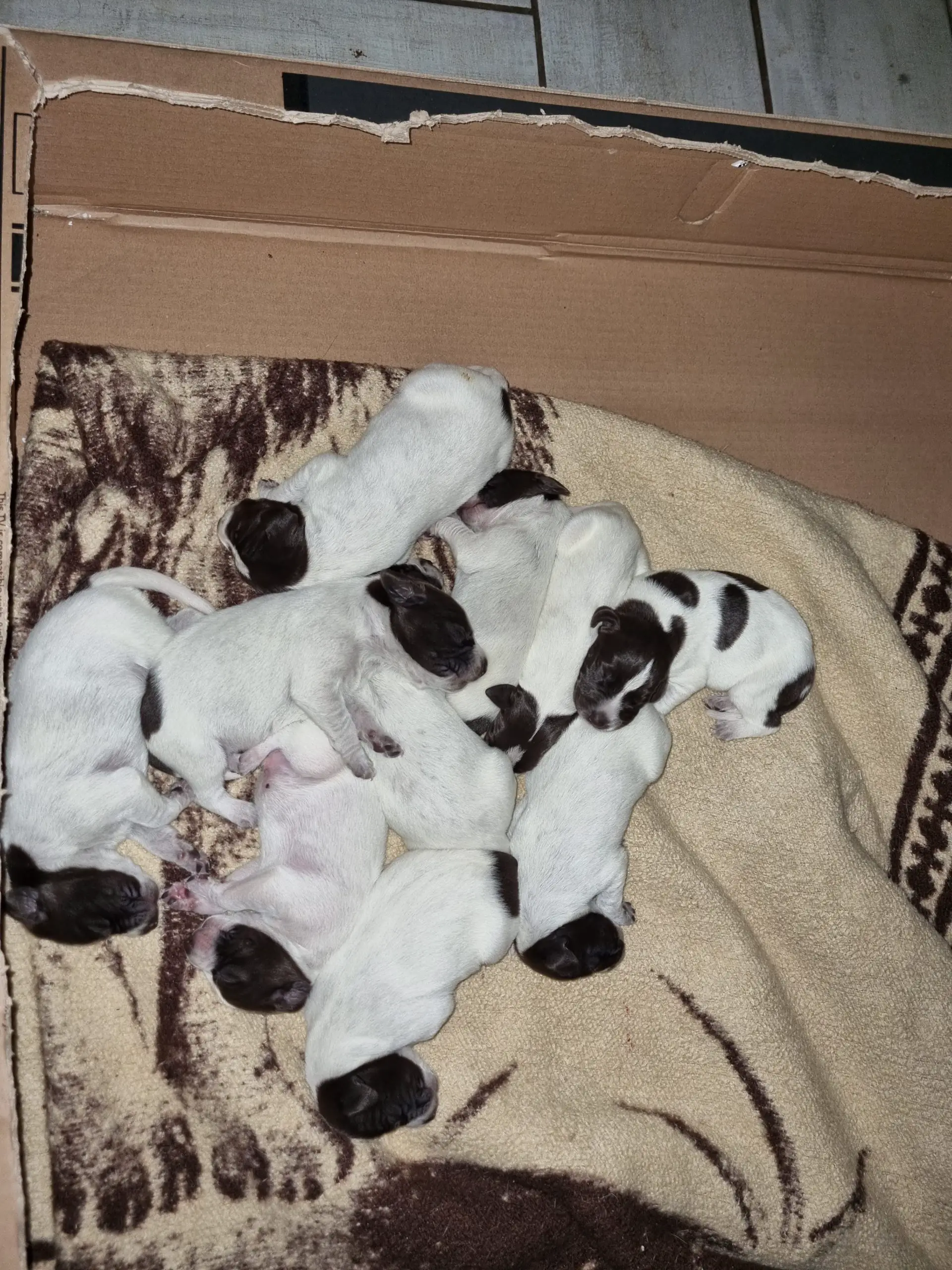 German Pointer Puppies in East Rand (05/12/2022)