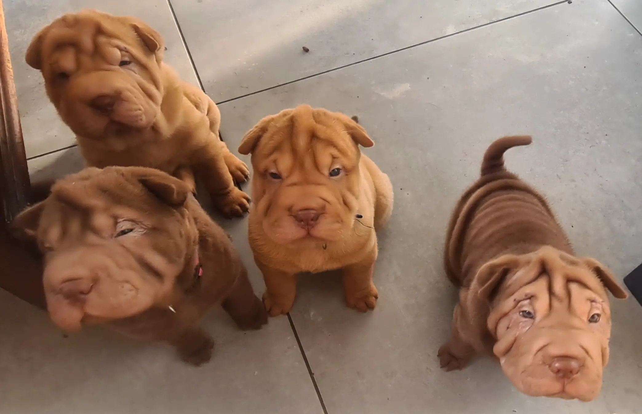 Sharpei Puppies in Cape Town (20/12/2022)