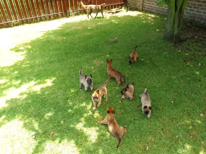 Belgian Malinois Puppies in East Rand (07/12/2022)