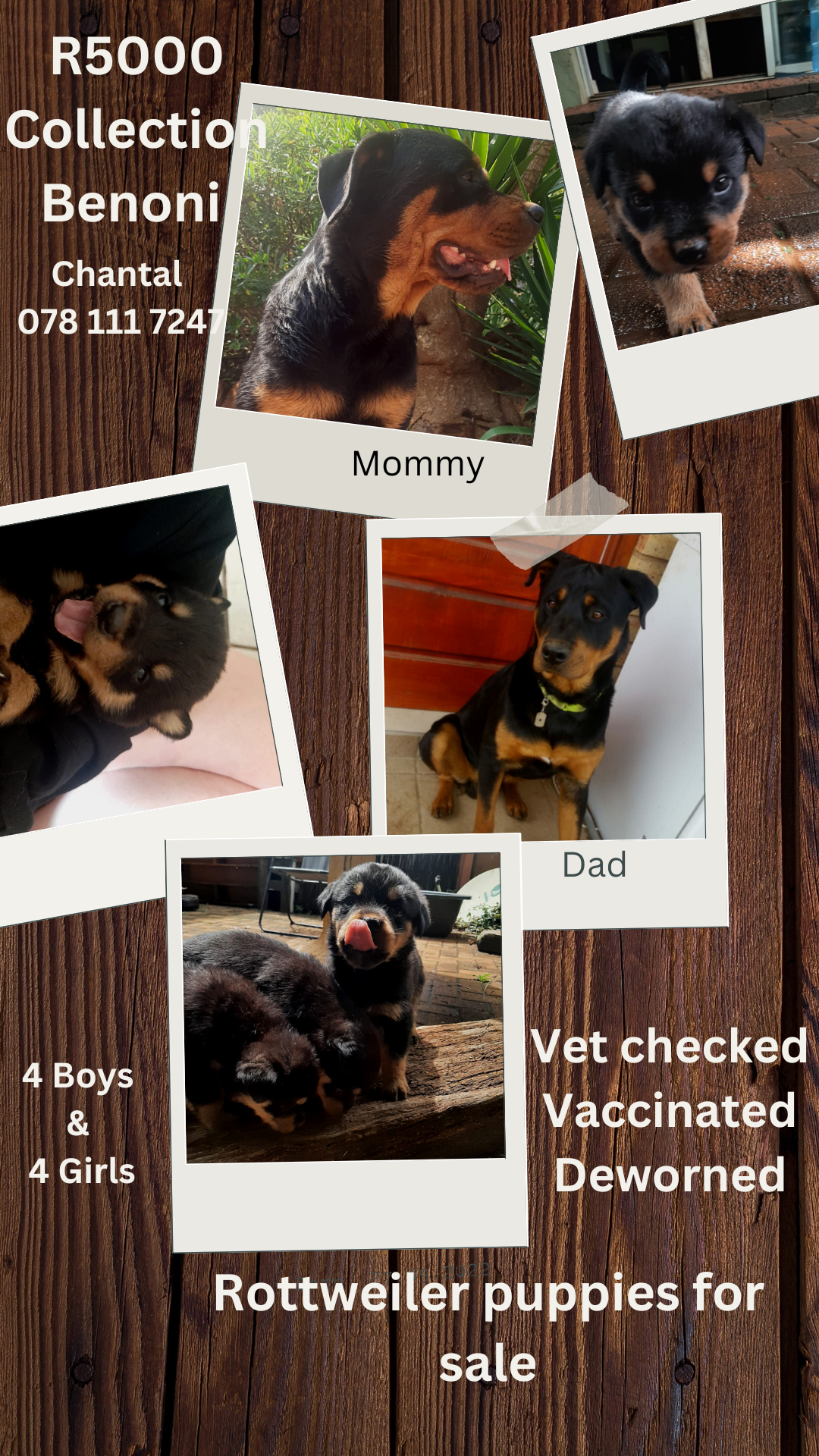 Rottweiler Puppies in East Rand (03/12/2022)