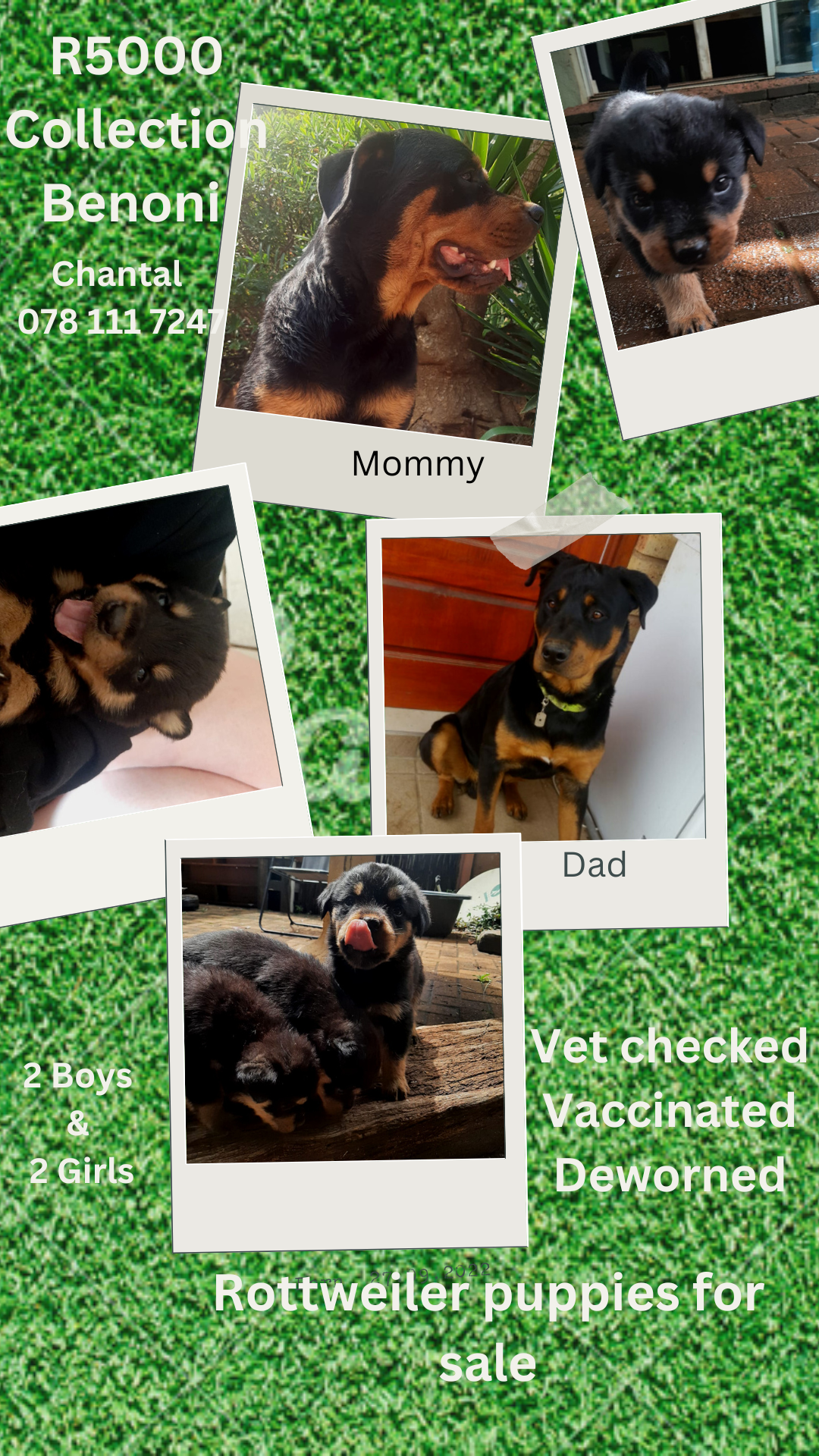 Rottweiler Puppies in East Rand (12/12/2022)