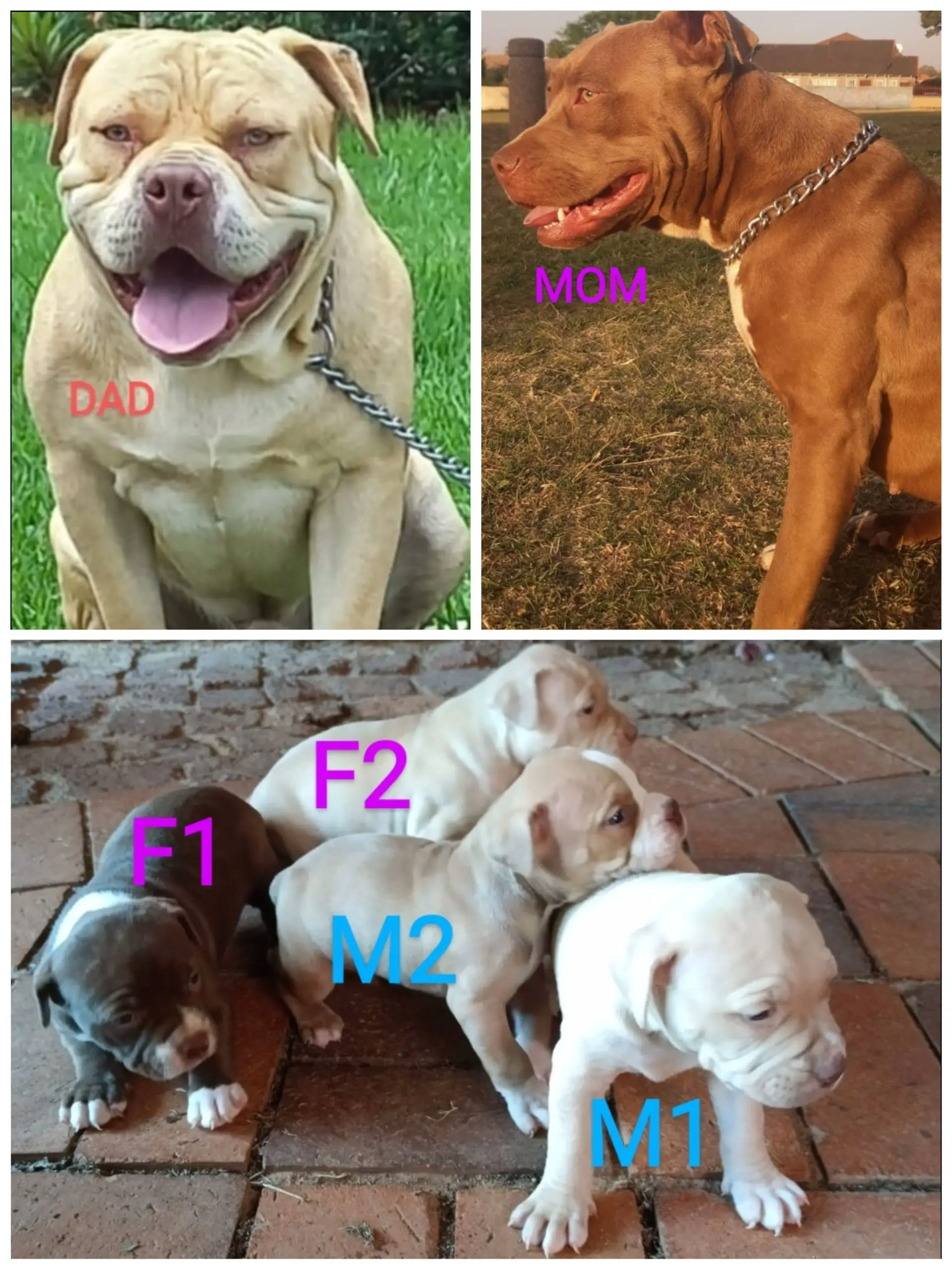 Pitbull Puppies in Johannesburg (03/01/2023)