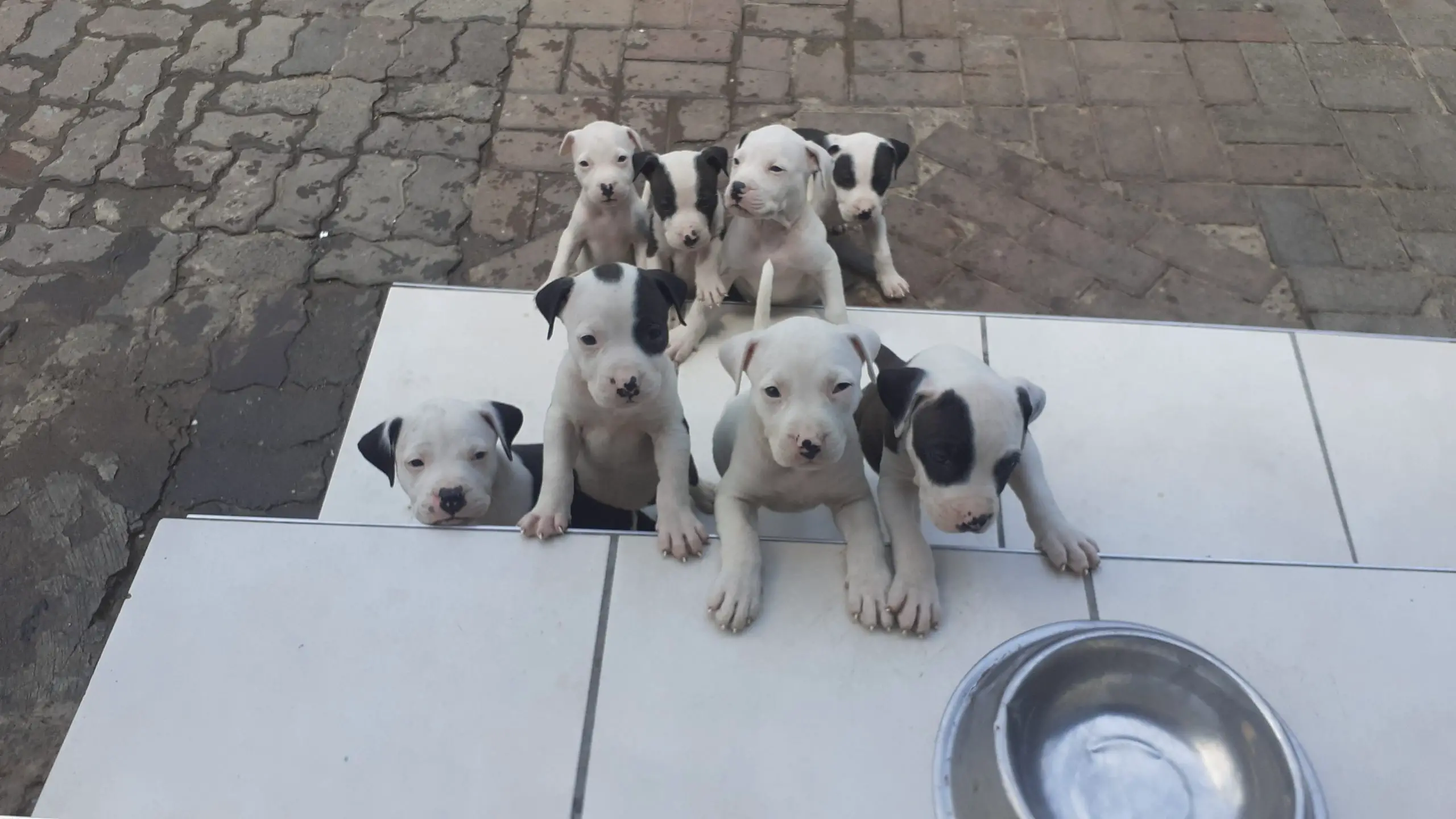 Pitbull Puppies in Johannesburg (03/01/2023)
