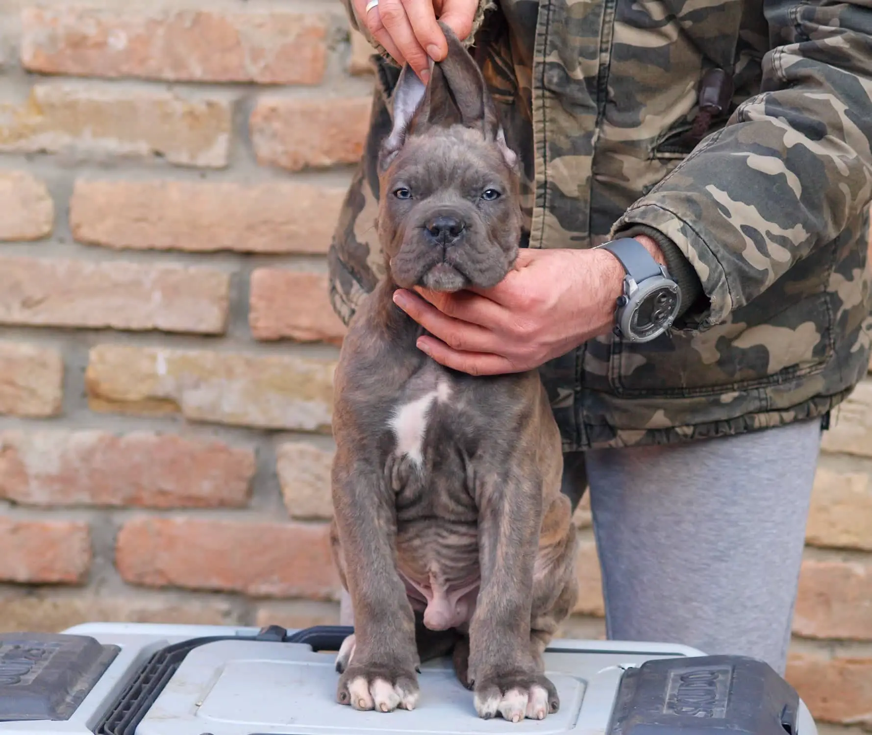 Cane Corso Puppies in Johannesburg (04/01/2023)