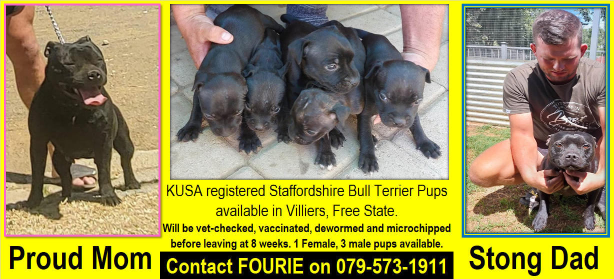 Staffie Puppies in Other (22/01/2023)