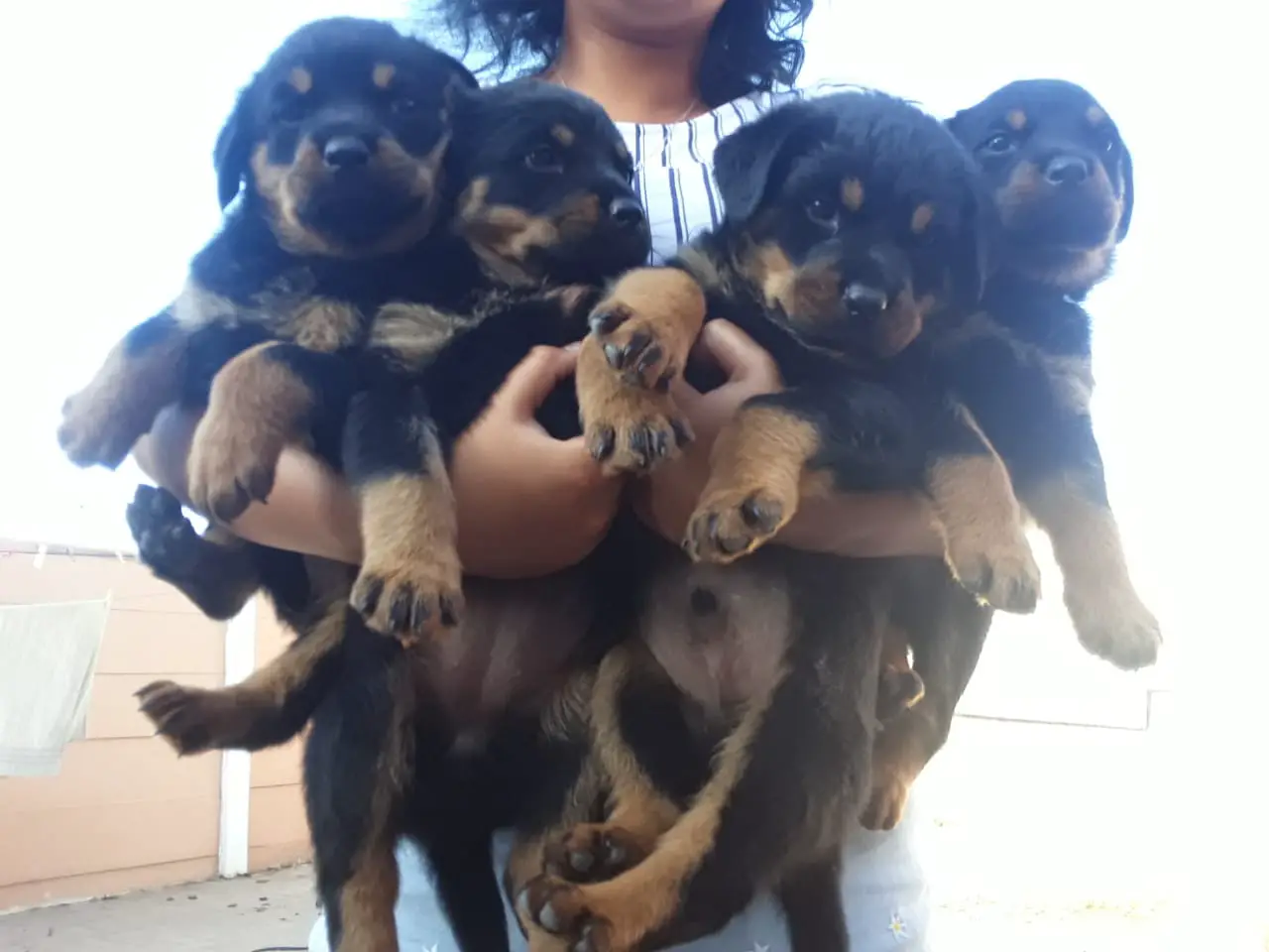 Rottweiler Puppies in Cape Town (01/01/2023)