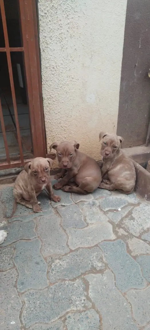 Pitbull Puppies in Johannesburg (04/01/2023)
