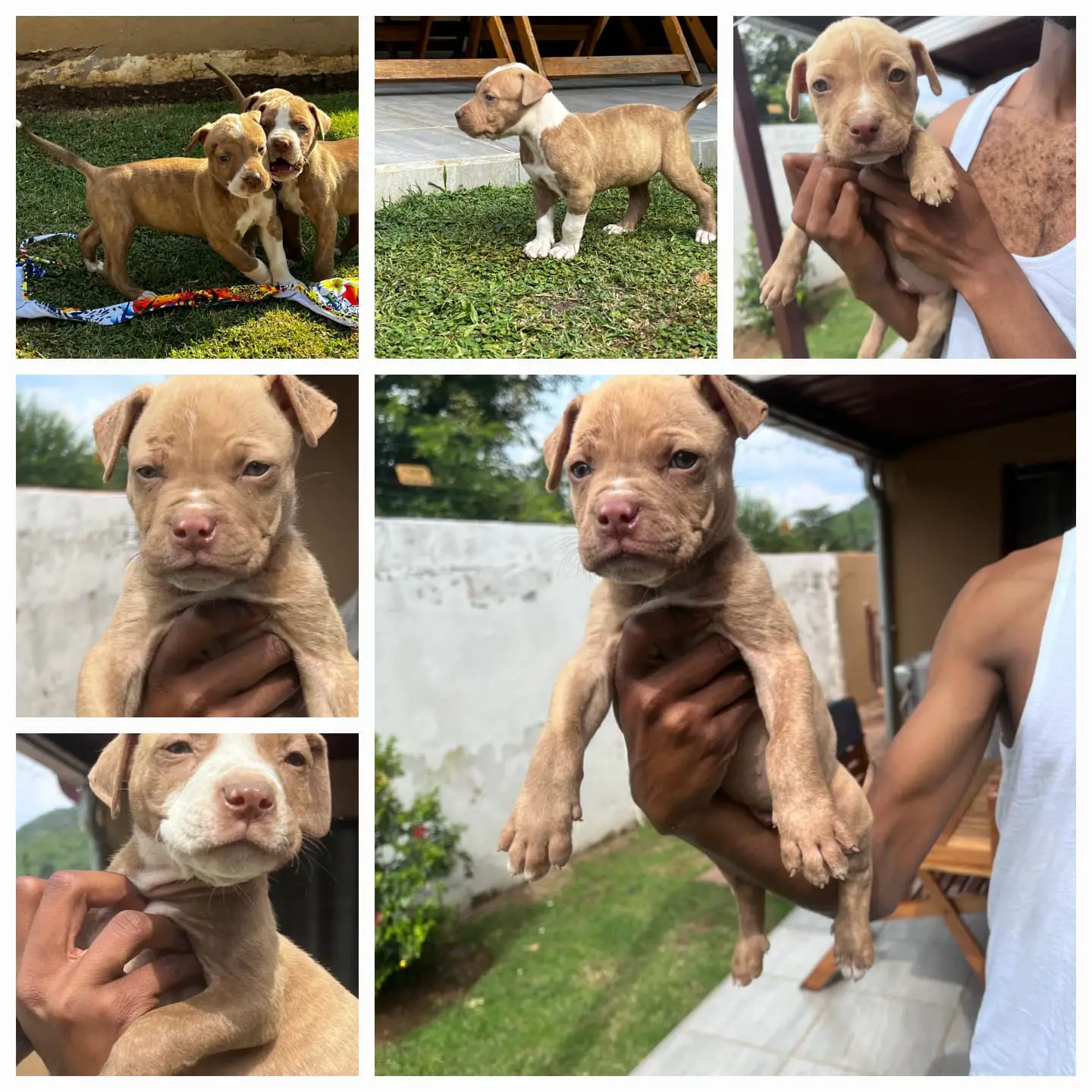Pitbull Puppies in Johannesburg (08/01/2023)