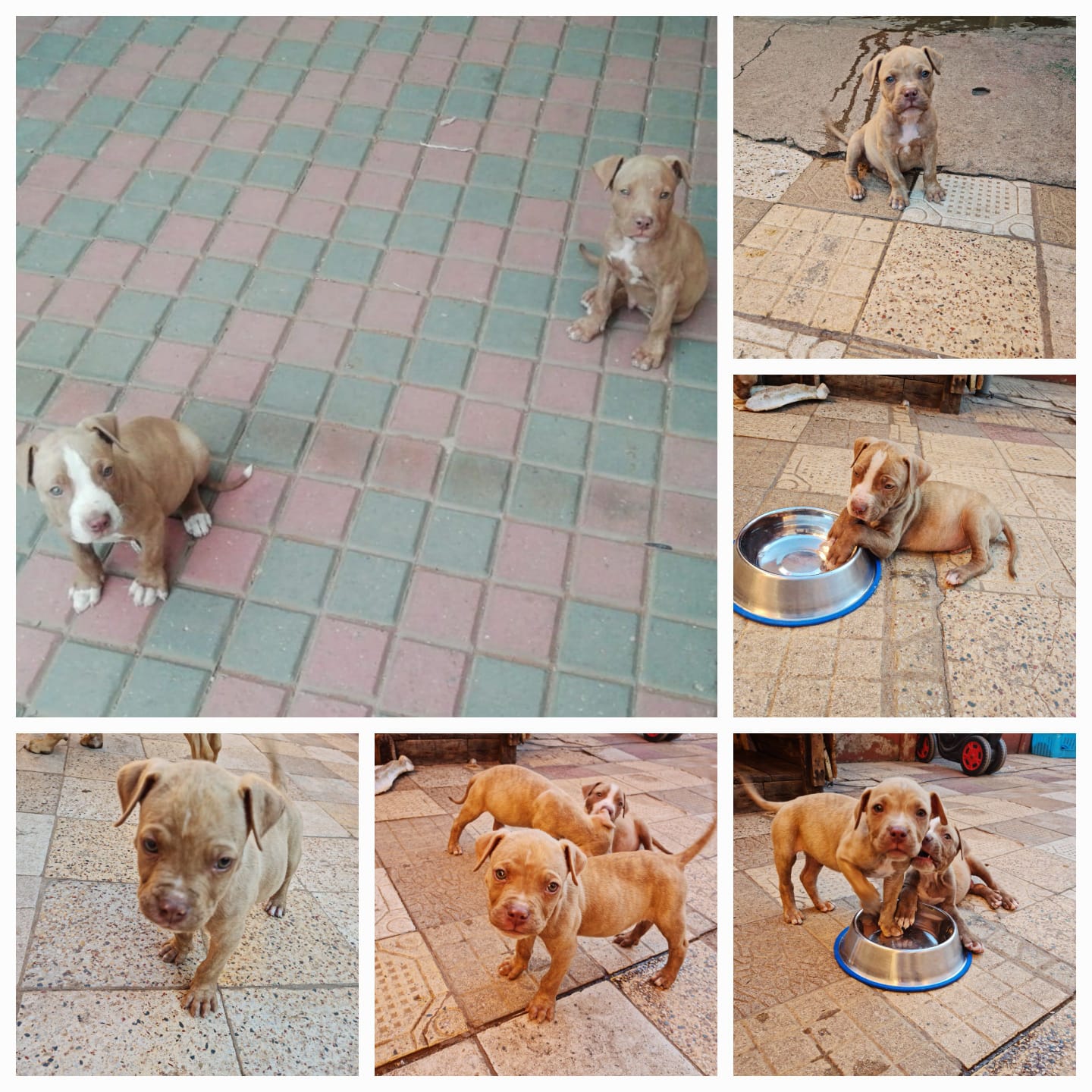 Pitbull Puppies in Johannesburg (19/01/2023)