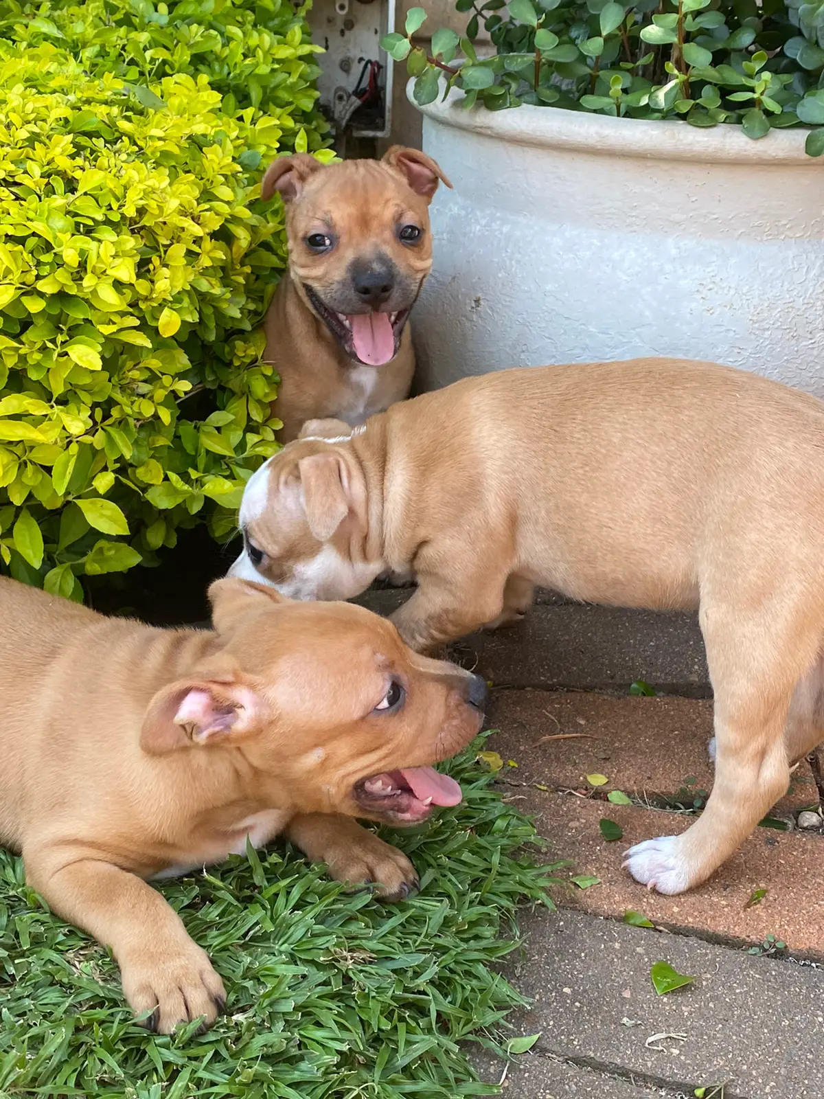 Staffie Puppies in Kwazulu Natal (22/01/2023)